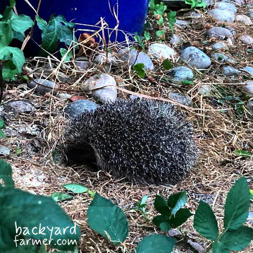 What to Do If a Hedgehog Is Out During the Day