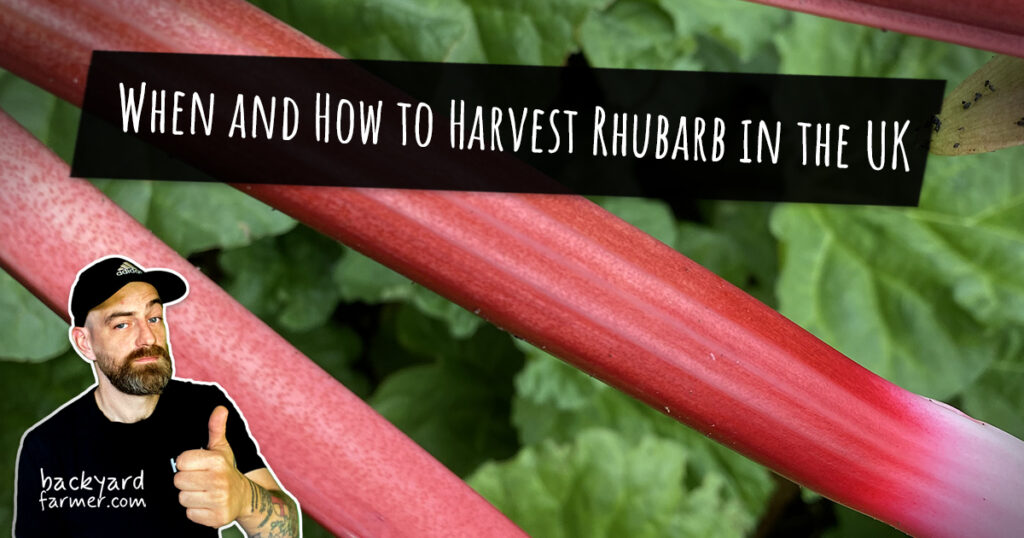 When and How to Harvest Rhubarb in the UK