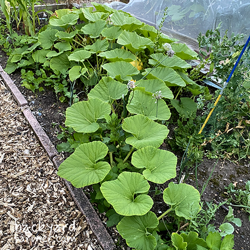 amazing pumpkin plant on the allotment