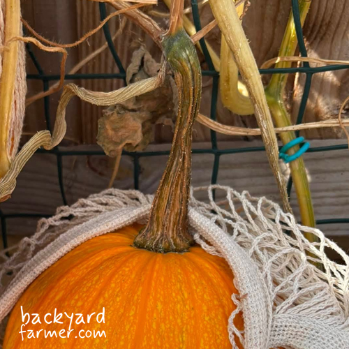 brown tendril on a pumpkin