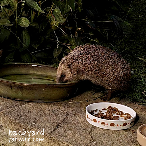 hedgehog drinking some water in the garden