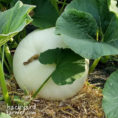 polar bear white pumpkin