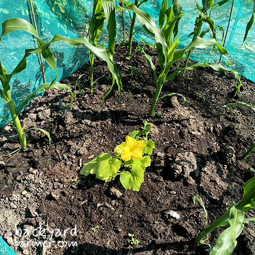 squash and corn at the allotment