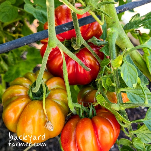 tomatoes ripening