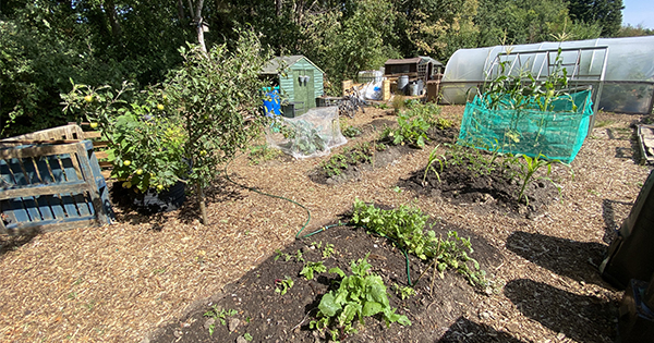 Allotment diary month 4