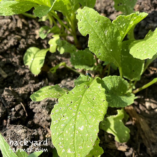 Flea beetles on young turnip plants