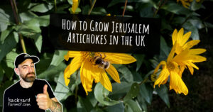 How to Grow Jerusalem Artichokes in the UK