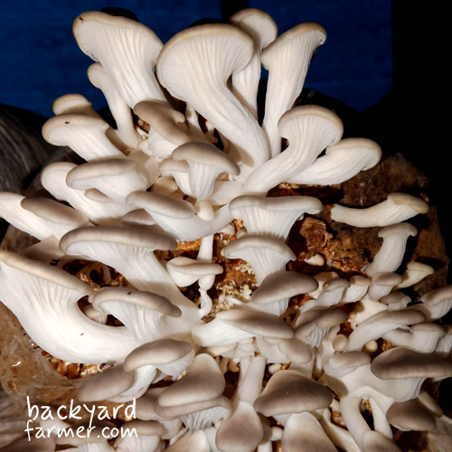 How to Grow Mushrooms at Home in the UK