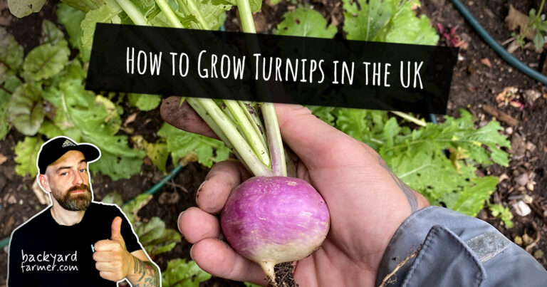 How to Grow Turnips in the UK