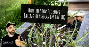 How to Stop Pigeons Eating Brassicas in the UK