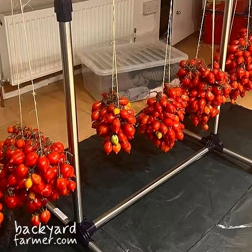 Piennolo Tomatoes hanging to dry