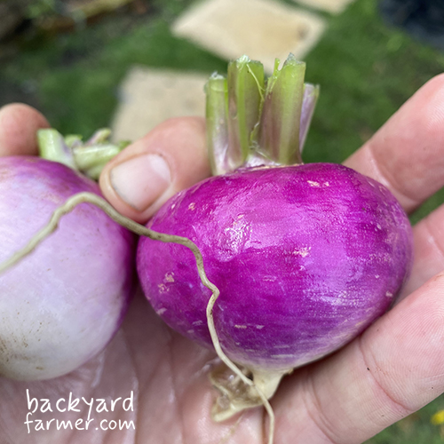 Turnips fresh from the allotment