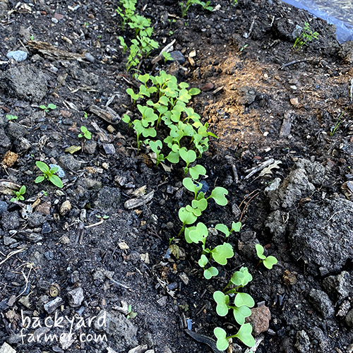 a row of turnip seedlings