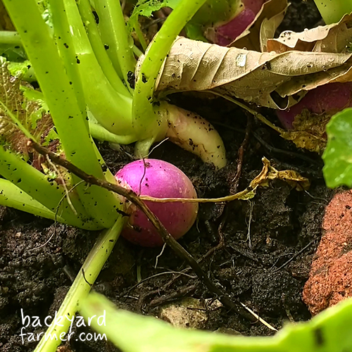 baby turnip