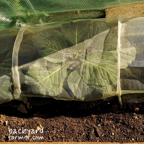cabbage growing in winter