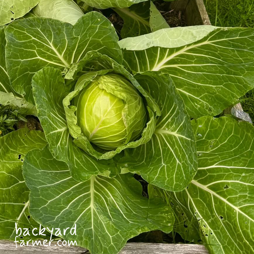 cabbage ready to harvest