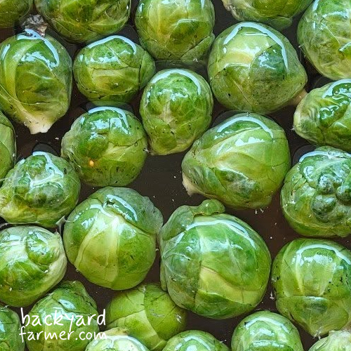 fresh harvested brussel sprouts