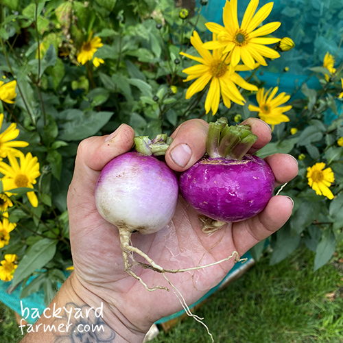 freshly harvested turnips from my allotment