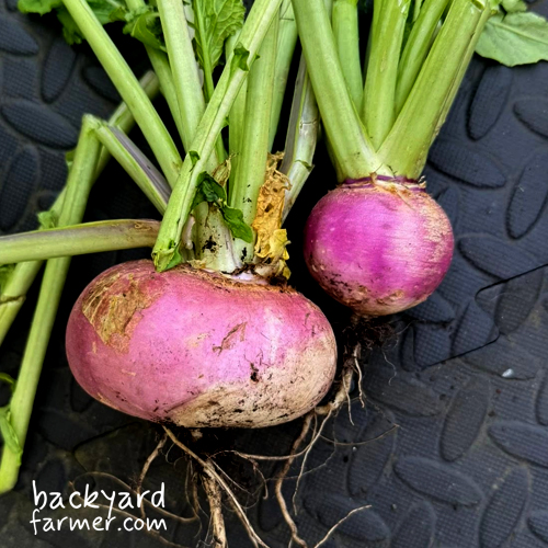 large and small turnip