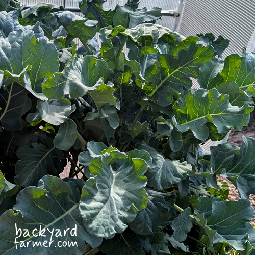 purple sprouting broccoli on the allotment