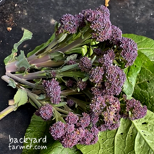 purple sprouting broccoli