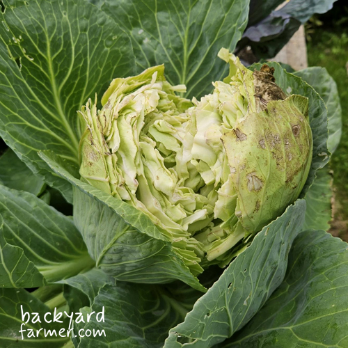 split cabbage with some insect damage