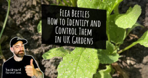 Flea Beetles How to Identify and Control Them in UK Gardens