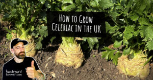 How to Grow Celeriac in the UK