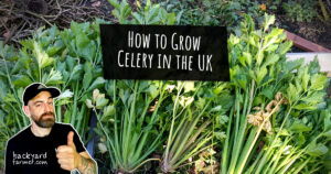 How to Grow Celery in the UK