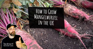 How to Grow Mangelwurzel in the UK