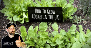 How to Grow Rocket in the UK