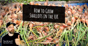 How to Grow Shallots in the UK