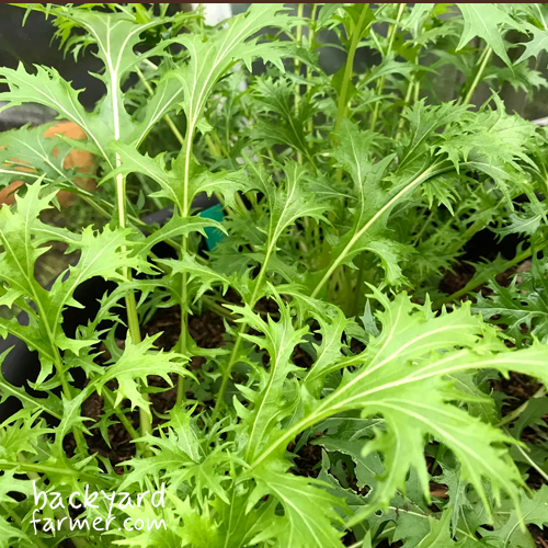 Mizuna growing on the plot