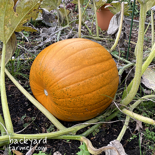 a pumpkin nearly ready for harvest on the allotment