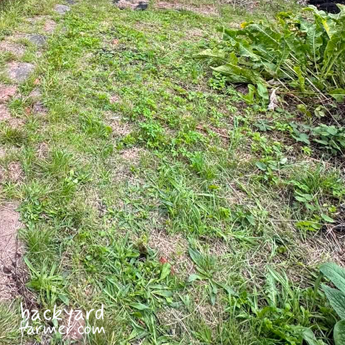 an area of compacted soil at the allotment