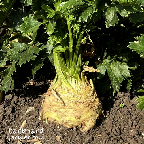 celeriac grown at the allotment