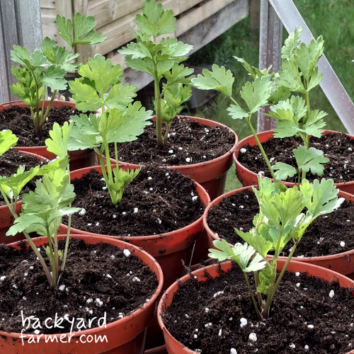 celery seedlings