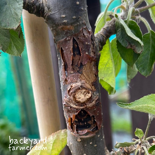 example of apple canker
