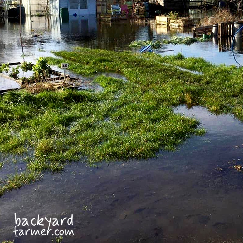 flooded allotment plots