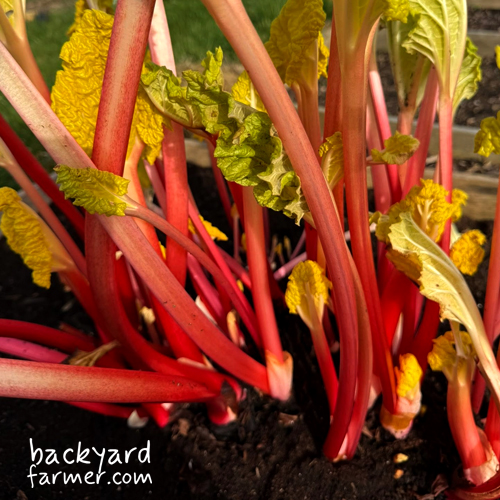 forced rhubarb at the allotment