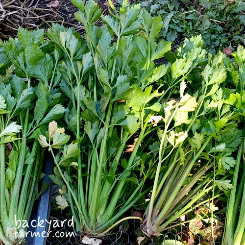 harvested celery at the allotment