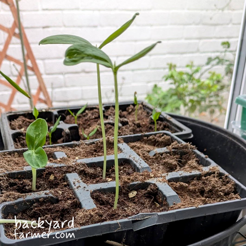 leggy seedlings