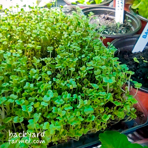 microgreens gorwing under an LED light