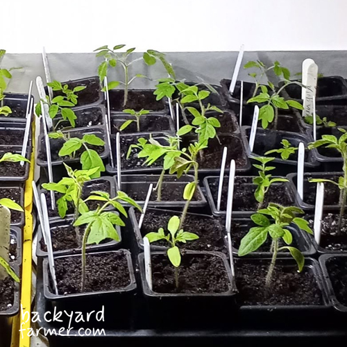 seedlings kept warm with a heat mat