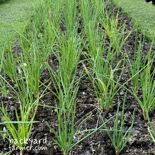 shallots on the plot
