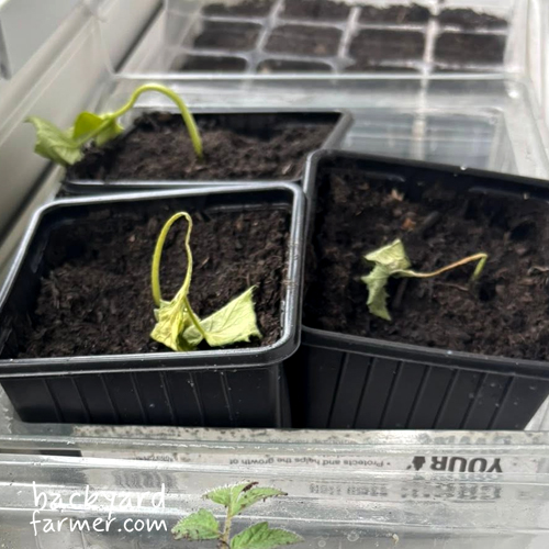 some seedlings showing signs of damping off disease