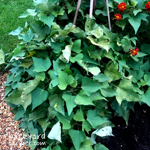 sweet potatoes growing at the allotment NW UK
